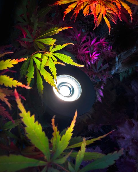 Luminius Tummanharmaa valmistajalta Lightson - Jos haluat valaista kapeaa ja tihe&auml;&auml; koristehein&auml;&auml; tai ruusupensasta sis&auml;lt&auml;p&auml;in, Luminus on my&ouml;s luonnollinen valinta.