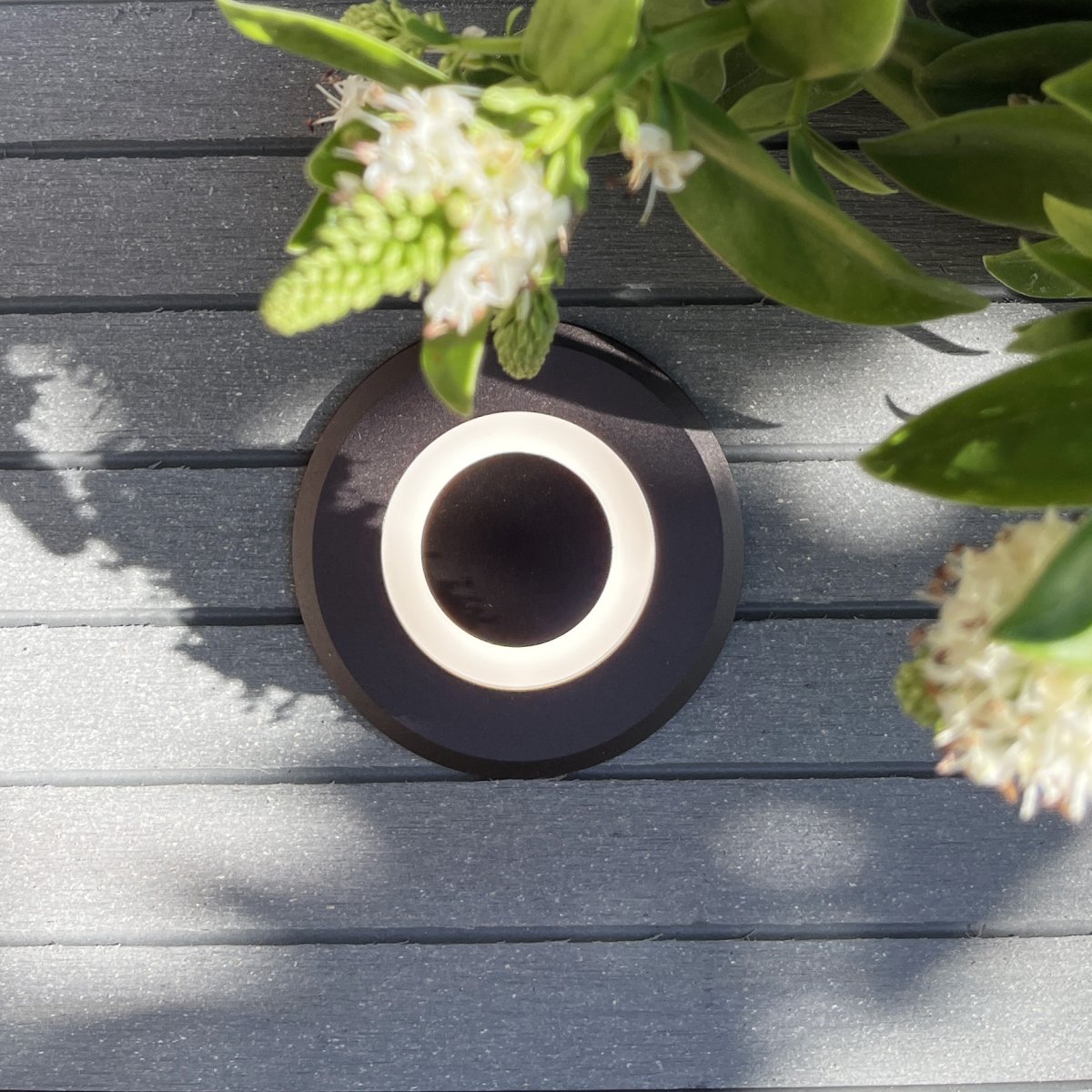 Lynx Tumman harmaa valmistajalta Lightson - Tummanharmaa Lynx on kaunis kaikissa ympäristöissä ja ehkä hieman erityisen näyttävä, jos sinulla on harmaat hiukset.