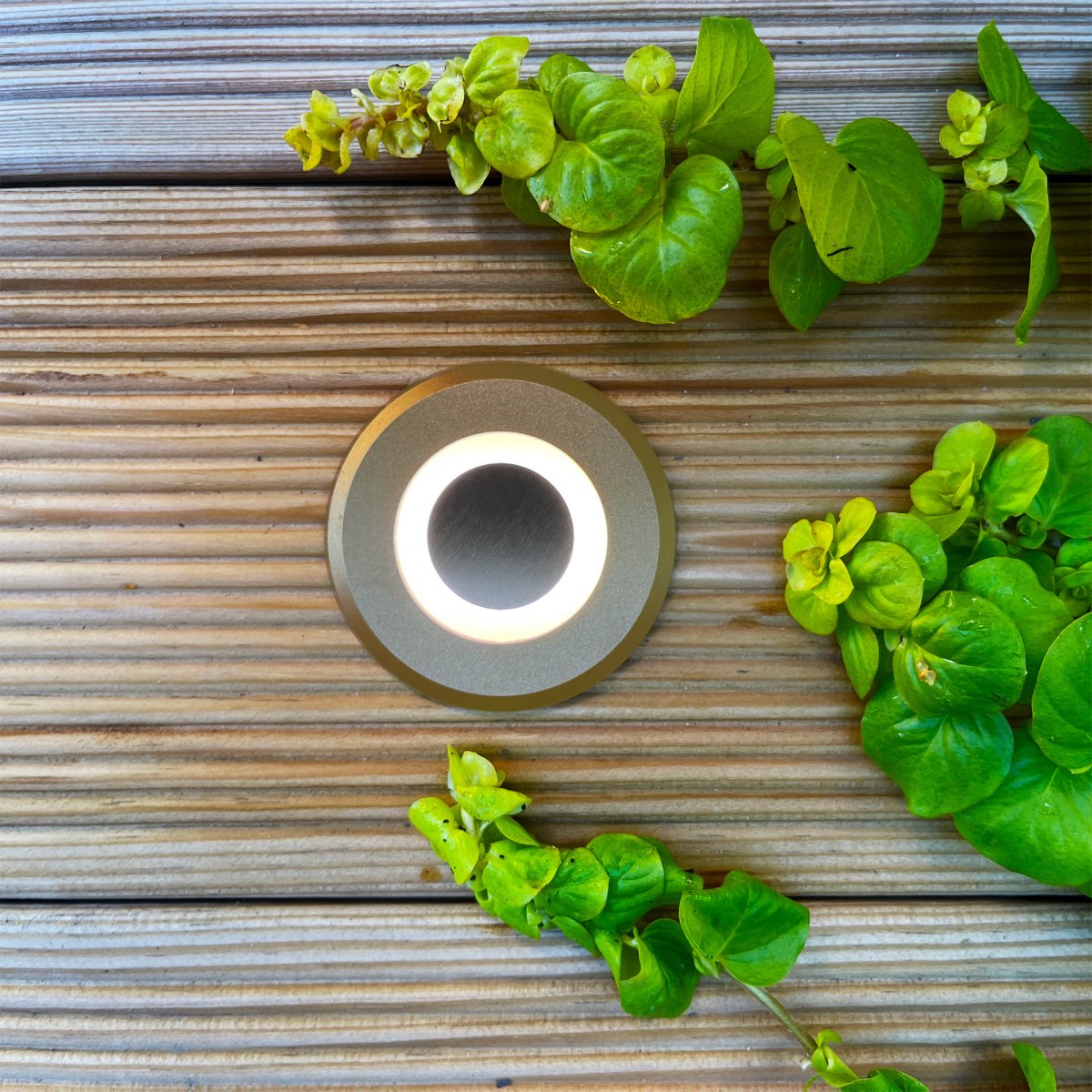 Lynx Pronssi valmistajalta Lightson - Pronssinv&auml;rinen Lynx on kaunis kaikissa ymp&auml;rist&ouml;iss&auml; ja ehk&auml; hieman erityisen n&auml;ytt&auml;v&auml;, jos puutarhassasi on Corten-ter&auml;ksisi&auml; yksityiskohtia.