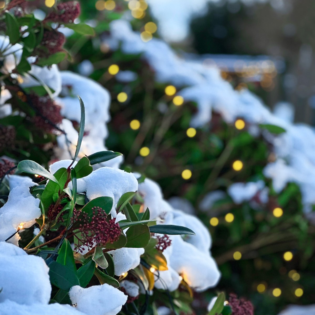 Net Tummanvihreä valmistajalta Lightson - Sis&auml;lt&auml;&auml;: lampun 2x1,5 metri&auml; (+3 metri&auml; kaapelia) ja AC/DC-muuntimen, joka on sijoitettu (ensimm&auml;isen) silmukan eteen.