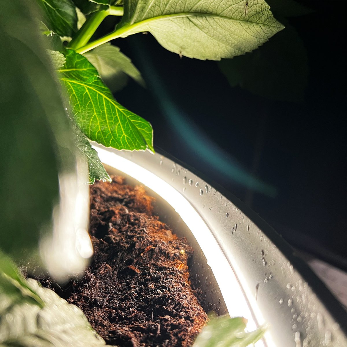 Strip (5m) Valkoinen valmistajalta Lightson - Nauha on varustettu itsekantavalla teipillä ja se sisältää 15 pidikettä ja ruuvia sen kiinnittämiseksi esimerkiksi aitaan tai portaisiin.