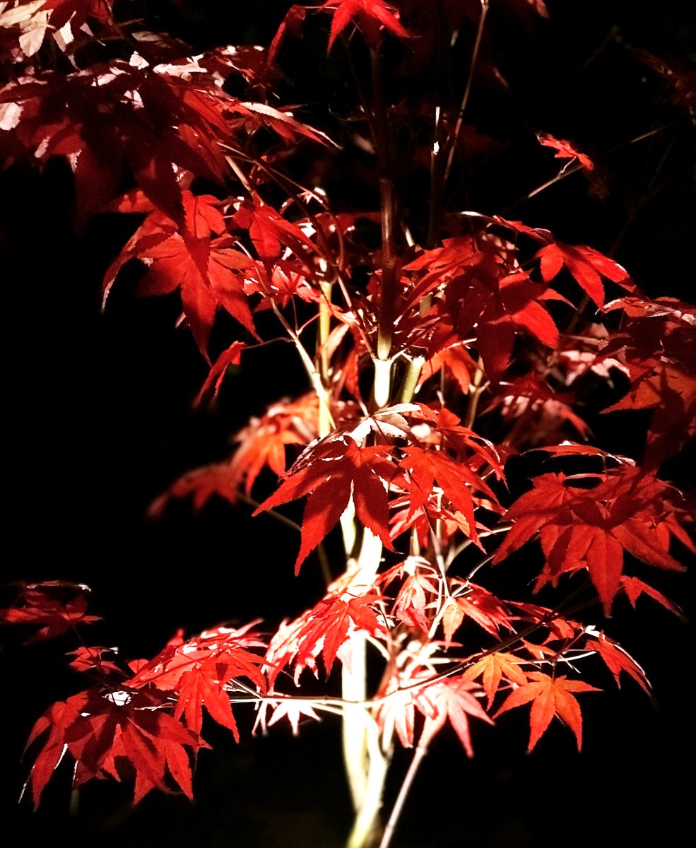 Optica Hopea valmistajalta Lightson - Optica on melko pieni lamppu, joka sopii pienempiin puihin ja pensaisiin tai kun haluat valaista yksittäisiä kohteita, kuten; kuten taideteos tai vesipeili.