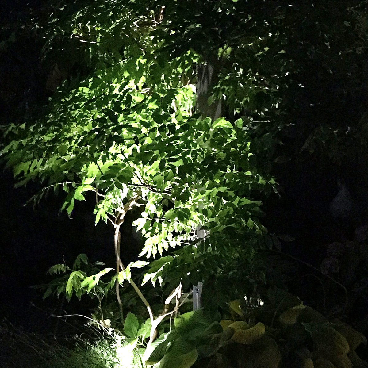 Optica Hopea valmistajalta Lightson - Optica on melko pieni lamppu, joka sopii pienempiin puihin ja pensaisiin tai kun haluat valaista yksittäisiä kohteita, kuten; kuten taideteos tai vesipeili.