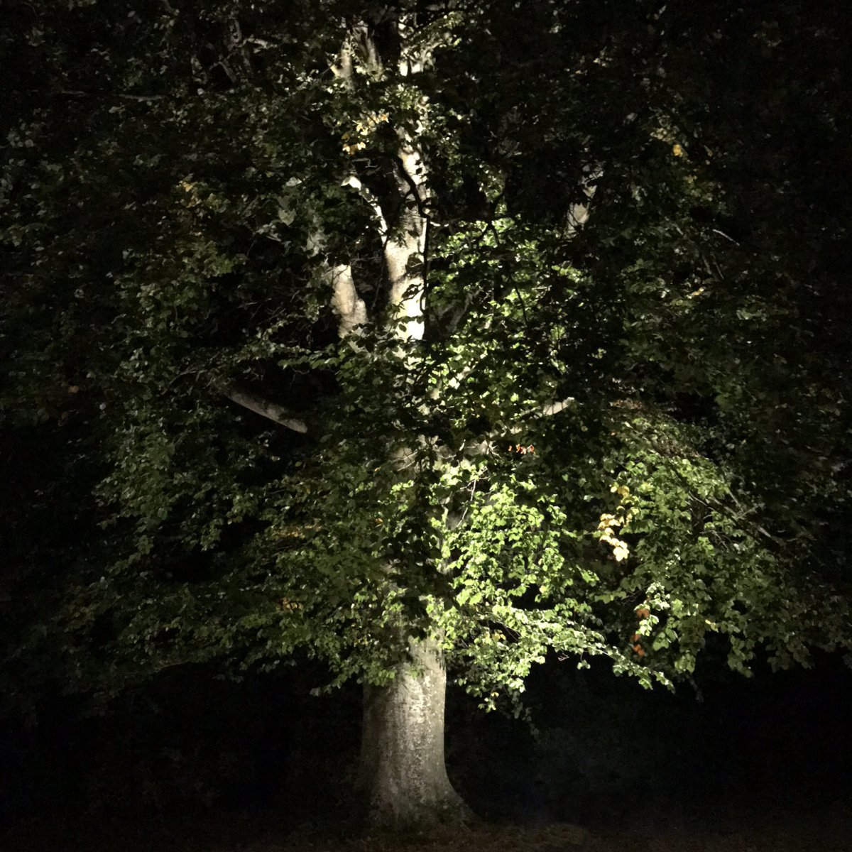 Castor Musta valmistajalta Lightson - Garden Plug &amp; Play from LightsOn on joustava ja edullinen 12 voltin järjestelmä (turvallinen heikkovirta) puutarhaasi, jonka voit helposti asentaa itse ja jonka voit myöhemmin rakentaa, jopa 50 metriin, jos haluat.