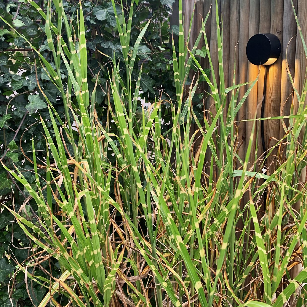 Nero Musta valmistajalta Lightson - Nero on tyylikäs lamppu, joka on helppo asentaa.