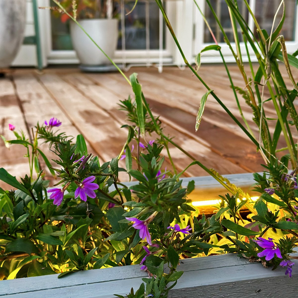 Strip (5m) Valkoinen valmistajalta Lightson - Nauha on varustettu itsekantavalla teipillä ja se sisältää 15 pidikettä ja ruuvia sen kiinnittämiseksi esimerkiksi aitaan tai portaisiin.